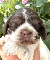 Sprinkles , a female Cocker Spaniel for sale in Bay City, WI – 6 of 10