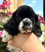 Gerald , a male Cocker Spaniel for sale in Bay City, WI – 1 of 9