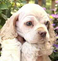 Lightning , a male Cocker Spaniel for sale in Bay City, WI – 4 of 9