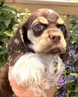 Rain , a female Cocker Spaniel for sale in Bay City, WI – 2 of 6
