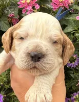Bluejay , a male English Springer Spaniel for sale in Bay City, WI – 4 of 10