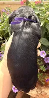 Clara , a female Cocker Spaniel for sale in Bay City, WI – 6 of 8