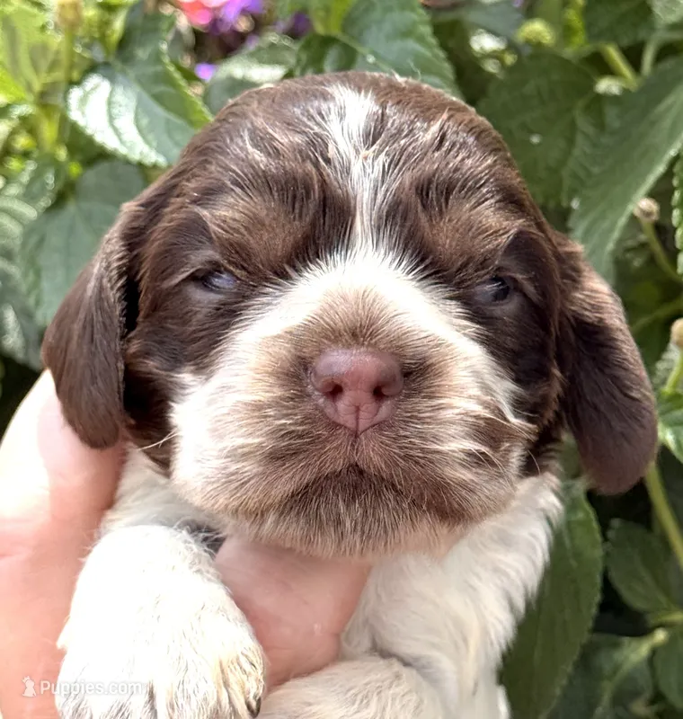 Sprinkles  – Cocker Spaniel puppy for sale in Bay City, WI