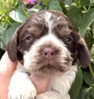 Sprinkles , a female Cocker Spaniel for sale in Bay City, WI – 1 of 10