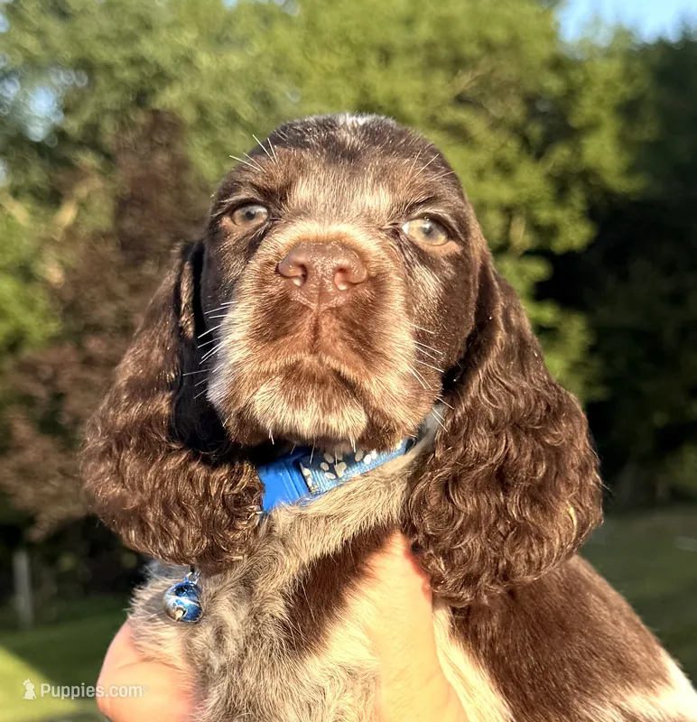 Granite – English Springer Spaniel puppy for sale in Bay City, WI