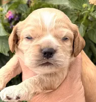 Thunder , a male Cocker Spaniel for sale in Bay City, WI – 7 of 9