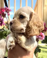 Pablo, a male Cocker Spaniel for sale in Bay City, WI – 5 of 9