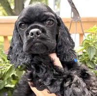 Carter , a male Cocker Spaniel for sale in Bay City, WI – 4 of 10