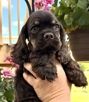 Matthew , a male Cocker Spaniel for sale in Bay City, WI – 5 of 7
