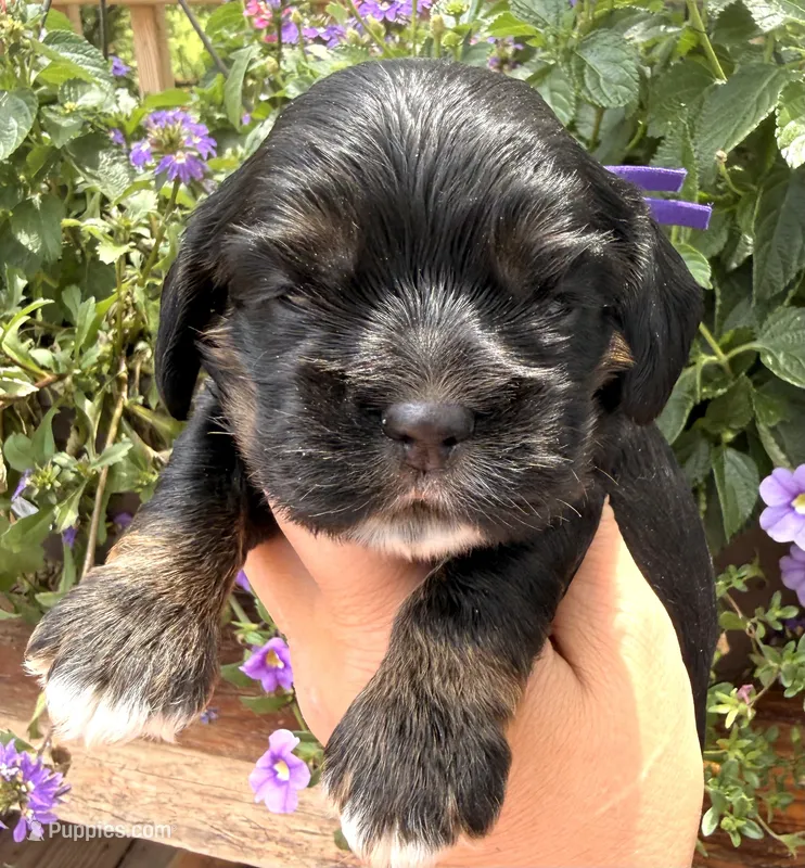 Clara  – Cocker Spaniel puppy for sale in Bay City, WI