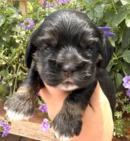 Clara , a female Cocker Spaniel for sale in Bay City, WI – 1 of 8