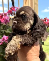 Gina , a female Cocker Spaniel for sale in Bay City, WI – 9 of 10