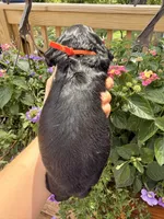 Crystal, a female Cocker Spaniel for sale in Bay City, WI – 8 of 8