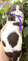 Sprinkles , a female Cocker Spaniel for sale in Bay City, WI – 9 of 10