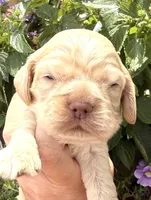 Lightning , a male Cocker Spaniel for sale in Bay City, WI – 6 of 6