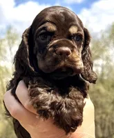 Michael, a male Cocker Spaniel for sale in Bay City, WI – Photo 3 of 10