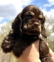 Michael, a male Cocker Spaniel for sale in Bay City, WI – Photo 6 of 10