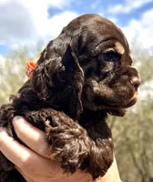 Michael, a male Cocker Spaniel for sale in Bay City, WI – Photo 5 of 10