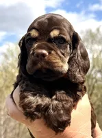 Michael, a male Cocker Spaniel for sale in Bay City, WI – Photo 7 of 10