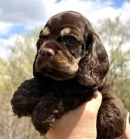 Michael, a male Cocker Spaniel for sale in Bay City, WI – Photo 8 of 10