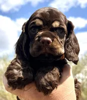 Michael, a male Cocker Spaniel for sale in Bay City, WI – Photo 2 of 10