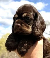 Michael, a male Cocker Spaniel for sale in Bay City, WI – Photo 9 of 10