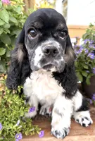 Gerald , a male Cocker Spaniel for sale in Bay City, WI – 6 of 9