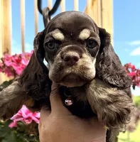 Petunia , a female Cocker Spaniel for sale in Bay City, WI – 7 of 10