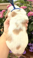 Bluejay , a male English Springer Spaniel for sale in Bay City, WI – 8 of 10