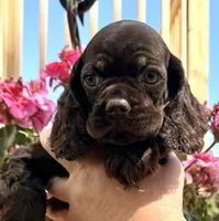 Pumpkin, a female Cocker Spaniel for sale in Bay City, WI – 8 of 9