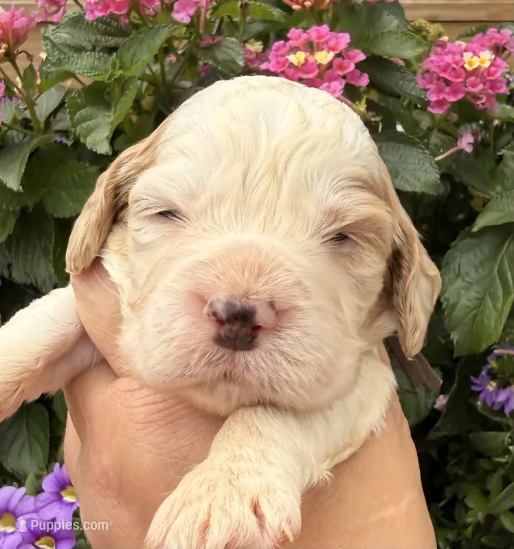 Hawk  – English Springer Spaniel puppy for sale in Bay City, WI