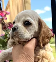 Ginger , a female Cocker Spaniel for sale in Bay City, WI – 7 of 10