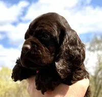 Mallory , a female Cocker Spaniel for sale in Bay City, WI – Photo 5 of 8