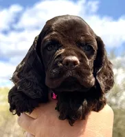 Mallory , a female Cocker Spaniel for sale in Bay City, WI – Photo 3 of 8