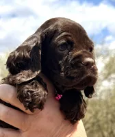 Mallory , a female Cocker Spaniel for sale in Bay City, WI – Photo 4 of 8
