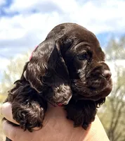 Mallory , a female Cocker Spaniel for sale in Bay City, WI – Photo 2 of 8
