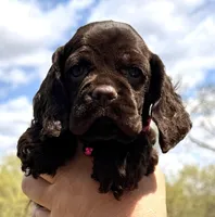 Mallory , a female Cocker Spaniel for sale in Bay City, WI – Photo 6 of 8
