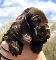 Mallory , a female Cocker Spaniel for sale in Bay City, WI – Photo 7 of 8