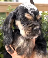 Cleo, a female Cocker Spaniel for sale in Bay City, WI – 3 of 10