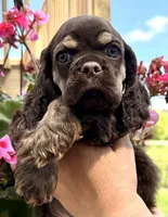 Gina , a female Cocker Spaniel for sale in Bay City, WI – 3 of 10