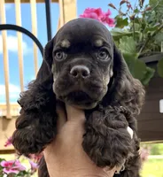 Matthew , a male Cocker Spaniel for sale in Bay City, WI – 3 of 7