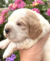 Crow , a male English Springer Spaniel for sale in Bay City, WI – 3 of 9