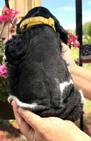 Gerald , a male Cocker Spaniel for sale in Bay City, WI – 9 of 9