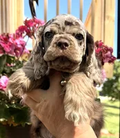 Petey, a male Cocker Spaniel for sale in Bay City, WI – 3 of 8