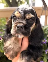 Cleo, a female Cocker Spaniel for sale in Bay City, WI – 7 of 10