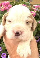 Hawk , a male English Springer Spaniel for sale in Bay City, WI – 4 of 10