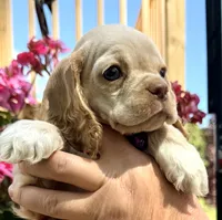 Peaches , a female Cocker Spaniel for sale in Bay City, WI – 8 of 9