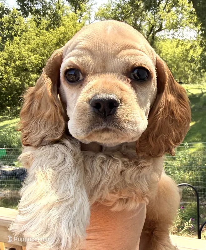 Thunder  – Cocker Spaniel puppy for sale in Bay City, WI