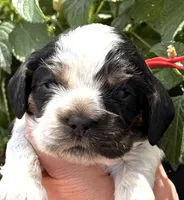 Hail, a male Cocker Spaniel for sale in Bay City, WI – 5 of 7