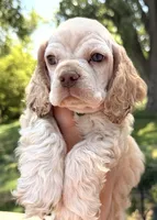 Lightning , a male Cocker Spaniel for sale in Bay City, WI – 2 of 9